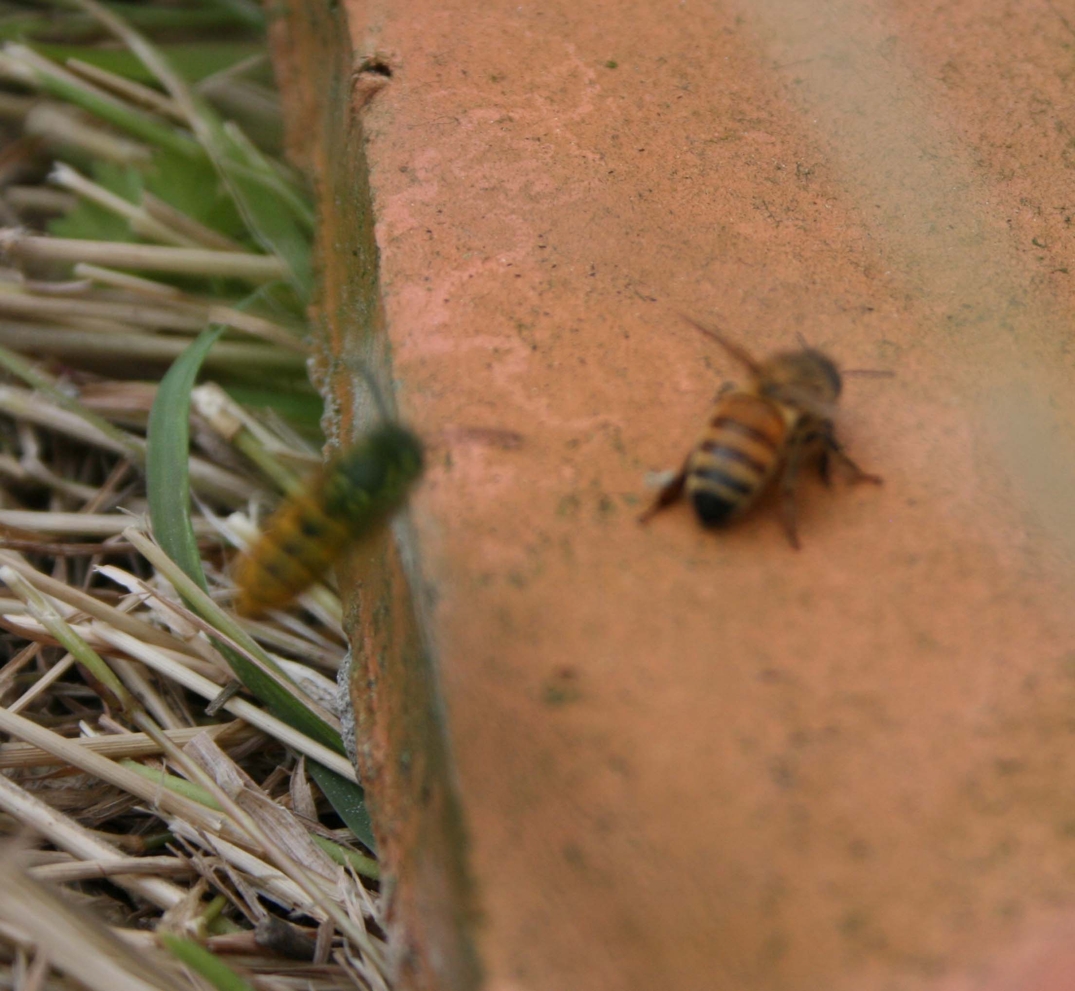 wasps-attacking-bees 073a.jpg